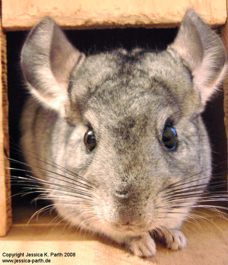 Chinchilla