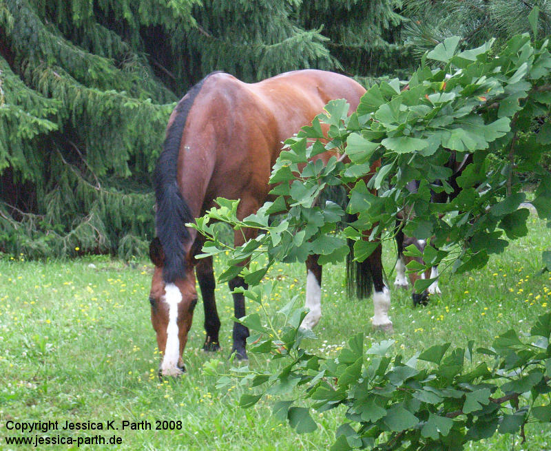 Pferd