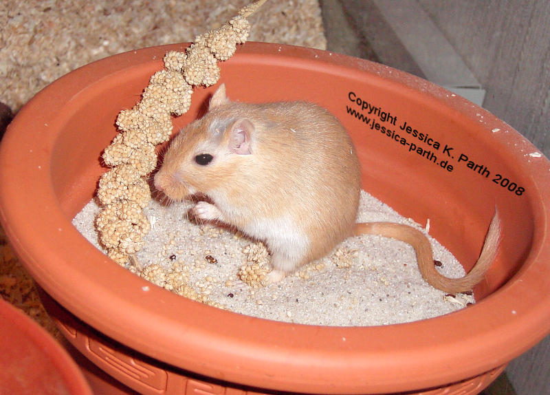 Rennmaus