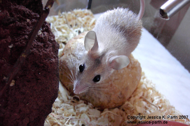 Stachelmaus